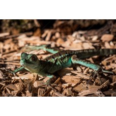 Basilisco esmeralda de doble cresta - Basiliscus plumifrons (Pequeños )